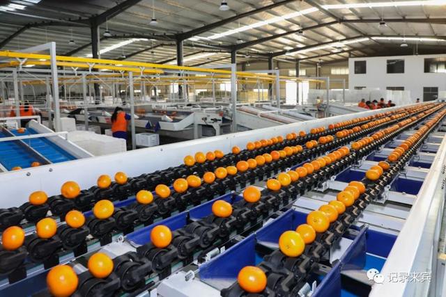 直擊來賓市大型柑橘全自動化分揀現(xiàn)場!這里的水果多數(shù)遠銷海外!" href="